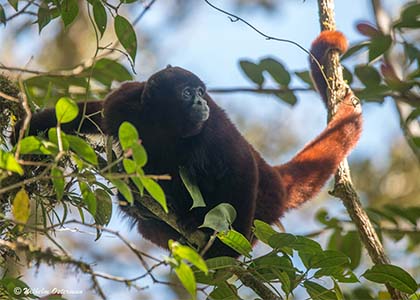 Aprueban proyecto de ley para la preservación del mono choro de cola amarilla